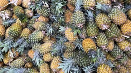 Fruit