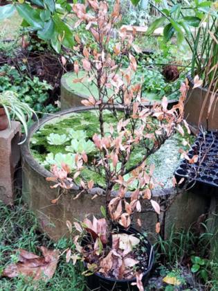 Plants
