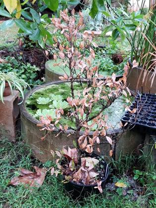 Plants