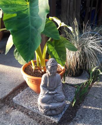 Plants