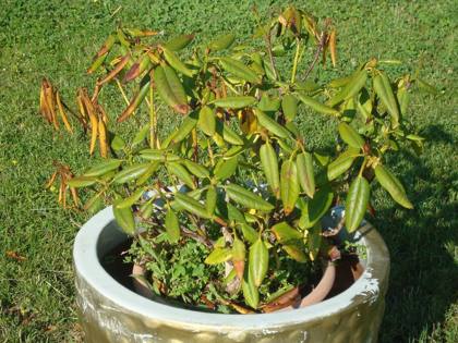 Plants