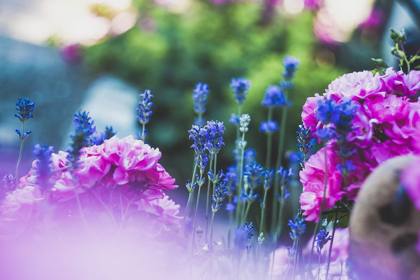 Plants