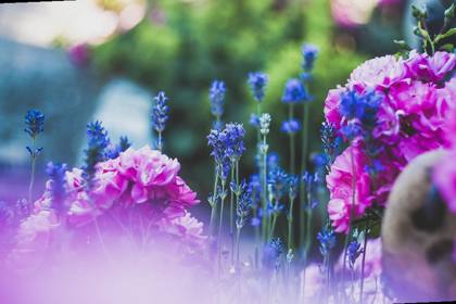 Plants